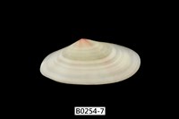 藏品(櫻蛤)的圖片